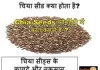 chia-seeds-ko-hindi-mein-kya-kahate-hain