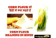 Corn Flour in Hindi